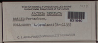 Arcyria denudata image